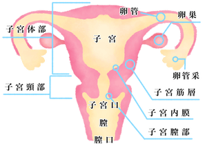生理と子宮。体は常に変化している。